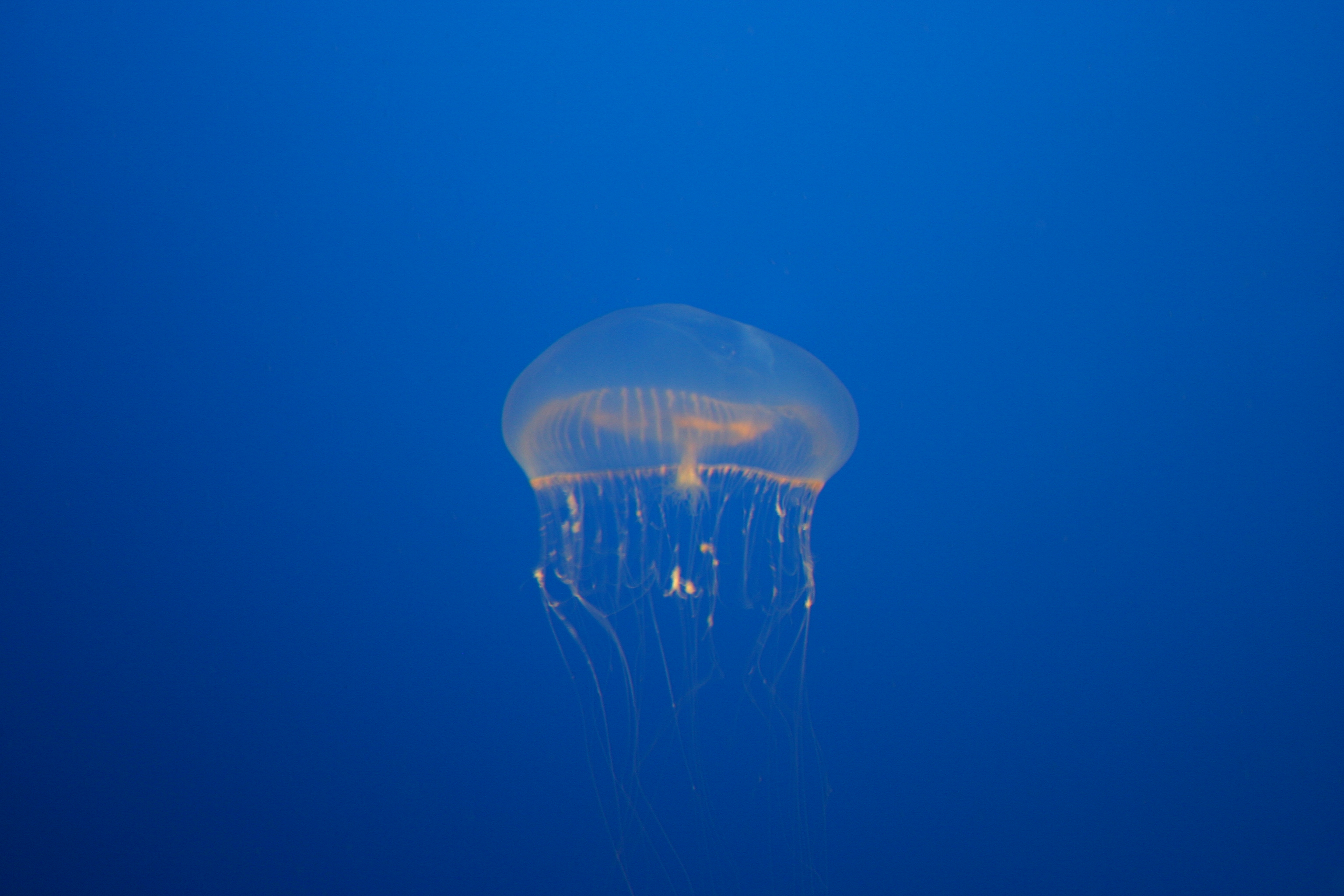 Crystal jellyfish.