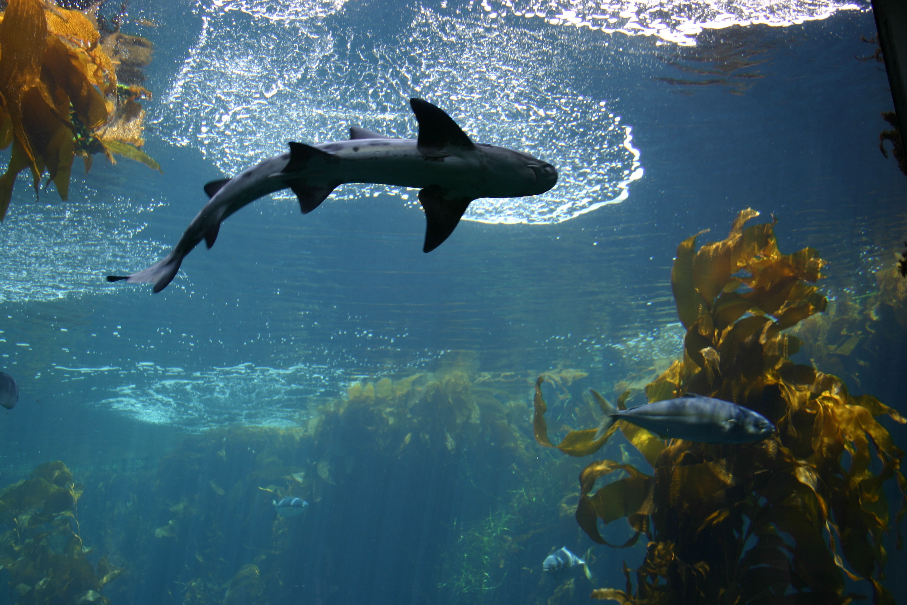 Leopard shark.
