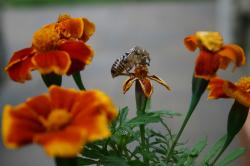 A shed cicada skin among orange Marigold flowers.