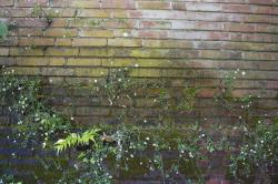 Flowers, leaves and moss growing on a brick wall. 