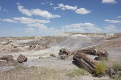 Petrified wood in this desolate landscape has been fossilized and turned to stone. 