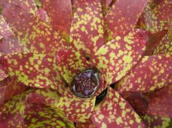 Closeup of red and yellow leaves or petals of a tropical plant. 