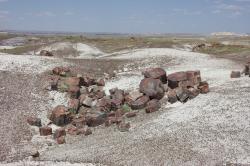 Petrified wood in this desolate landscape has been fossilized and turned to stone. 