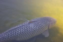A large gray and silver koi fish in a shallow green pond.