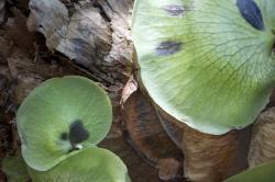 Staghorn fern (Platycerium bifurcatum), growing on a tree. 