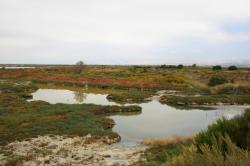 Marsh water curves through a colorful landscape. 