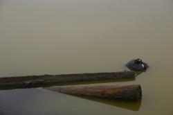 Rotting logs and a garbage bag partially submerged in the murky green water of a marsh. 