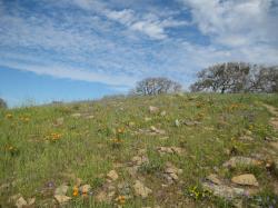 Orange poppies alongside purple and yellow wildflowers on a hill in Pacheco State Park, California.