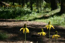 Yellow coneflowers (I think). 