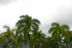 Palm trees against a gloomy overcast cloudy sky.