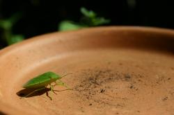 Green Shield Bug (Palomena prasina) -- I think!  Any entomologists out there are most welcome to correct me.