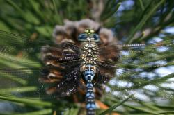 Closeup of a blue dragonfly on a pinecone. 