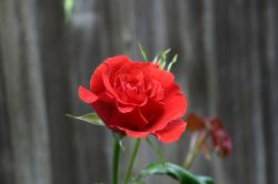 Red rose.