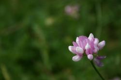 Pink flower closeup against a green background.