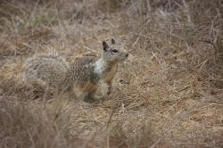 Ground squirrel, alert in the scrub brush.