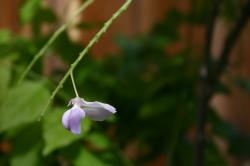 A lone purple wisteria flower.