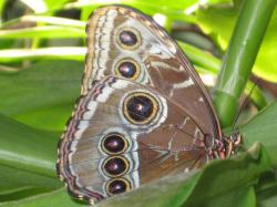 A brown butterfly with several red and yellow eye spots rests on a green leaf. This could be a "Painted Lady," but I'm not sure.