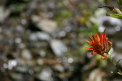 A red wildflower by a stream near Mammoth Lakes. It resembles Indian Paintbrush, but I\'m not sure what it is. 