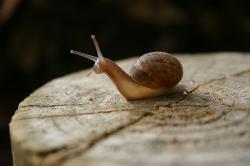 A snail -- or, as I like to call them, a snailien -- shows off translucent skin. 
