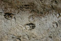 Paw prints (probably raccoon) in dried mud.