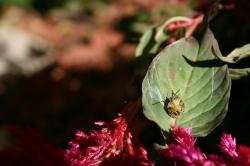 A green, red, and black spotted bug on a Celosia leaf. (If you know the species, please let me know and I'll add the info! Maybe some kind of shield beetle?) 