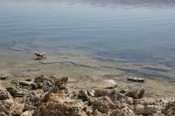 A seagull swims in the shallows near tufa at Mono Lake. 