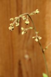 Closed buds on a flower stalk from a Heuchera plant, AKA Coral Bells.  