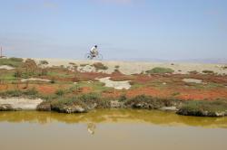 A cyclist reflected in the water of a salt marsh rides across the horizon.