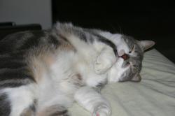 A lazy gray-and-white cat naps blissfully.