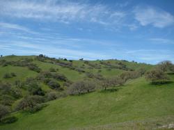 Trees traverse the hills in Pacheco State Park, California.