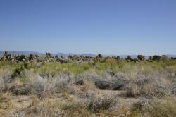 Tufa towers at Mono Lake. 