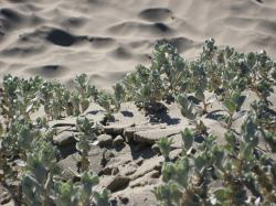 Succulent plants growing in the beach sand in Morro Bay, California.