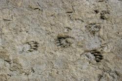 Paw prints (probably raccoon) and bird tracks in dried mud.