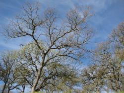Trees reaching for the sky.