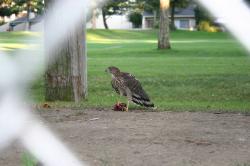 This is either a Sharp-shinned Hawk or a Cooper's Hawk, eating a smaller bird. I believe it is a juvenile (fledged some weeks ago). This hawk family lived in a eucalyptus tree on a golf course. 
