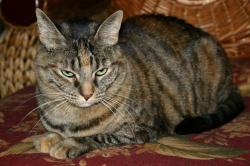Tabby cat with green eyes.