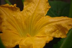 Giant yellow flower on a zucchini plant.