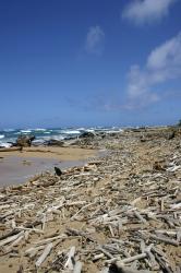 Driftwood litters the beach near the mouth of the Wailua River, where it meets the Pacific Ocean. 