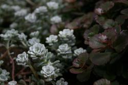 On the left, a silvery green succulent plant of unknown species.  (If you know the species, please let me know and I'll add the info!)  On the right, a dark red and green succulent groundcover plant, Sedum spurium, AKA Bronze Carpet Stonecrop. 