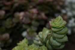 A succulent plant -- Crassula perforata variegata, AKA Necklace Vine or String of Buttons.  Bright green leaves with dark red edges. 