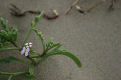 Lavender flowers on a green succulent plant at the beach. 