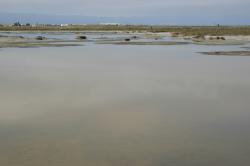 The still, murky water of a salt marsh.