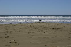A lone seagull stands near the water's edge. 