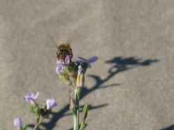 A bee hovering over a purple flower at the beach in Morro Bay, California.