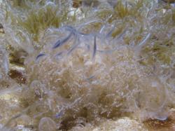 Upside down jellyfish with blue tentacles. 