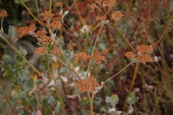 Macro of orange plants. 