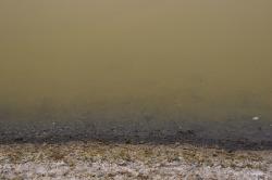 The shoreline of a murky green marsh. 