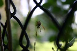 A wasp grasping a thin weed.  (Taken through a chain-link fence.) 