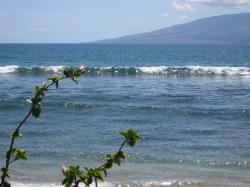 Flowers near Ka'anapali Beach. Lana'i island in the distance.