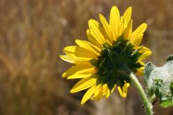 Back of a yellow sunflower with ants. 